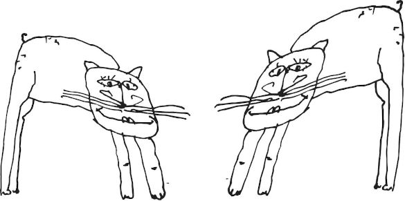 Kočky, kreslil R. Pospíšiíl