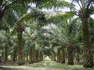 Palmová plantáž. Foto: Craig, Wikimedia Commons