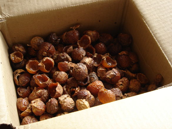 Foto pracích ořechů, autor Alexandre Duret-Lutz, zdroj Flick, licence CC BY-SA 2.0