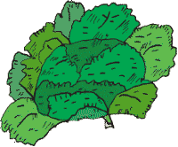 Obrázek salátu. Kreslil R. Pospíšil