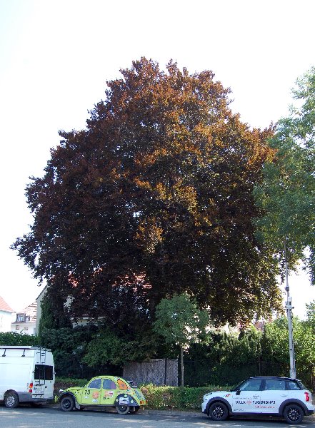 obrázek stromu