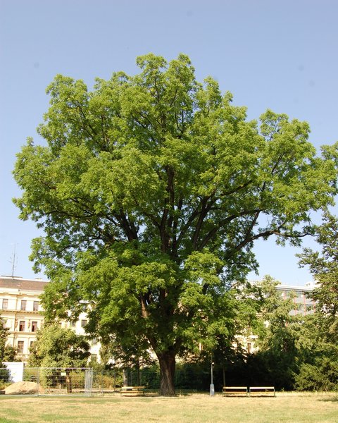 obrázek stromu